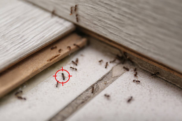 Best Pest Control Treatment  in Anthony, KS