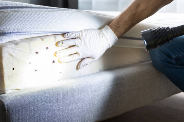 Best Cockroach Control Services  in Anthony, KS