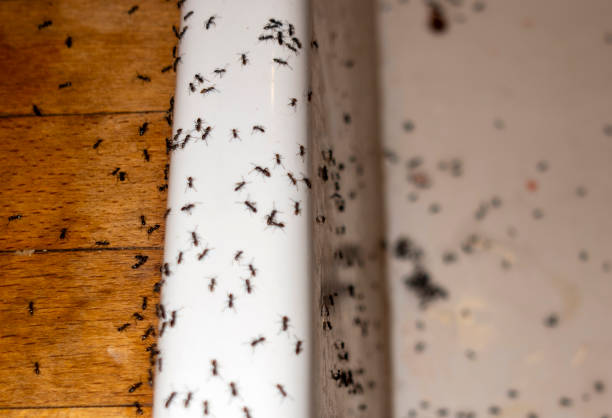 Best Best Pest Control Companies  in Anthony, KS