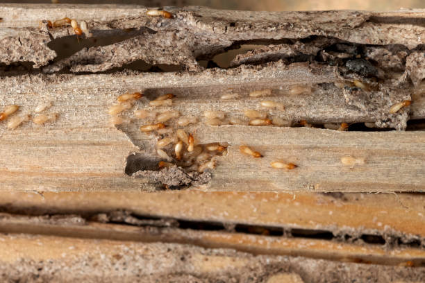 Best Wasp Removal Services  in Anthony, KS
